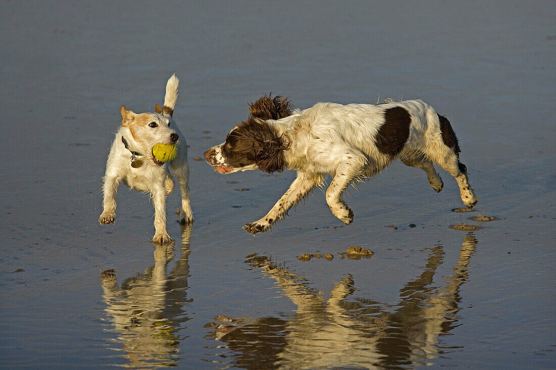 Jack Russell Terrier and English Springer Spaniel running on Beach