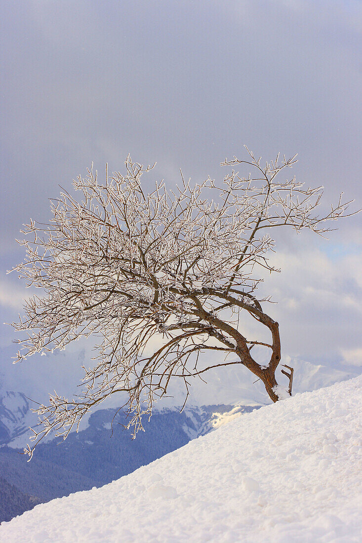 Árbol cubierto de hielo y nieve. Valle de Arán. Lleida