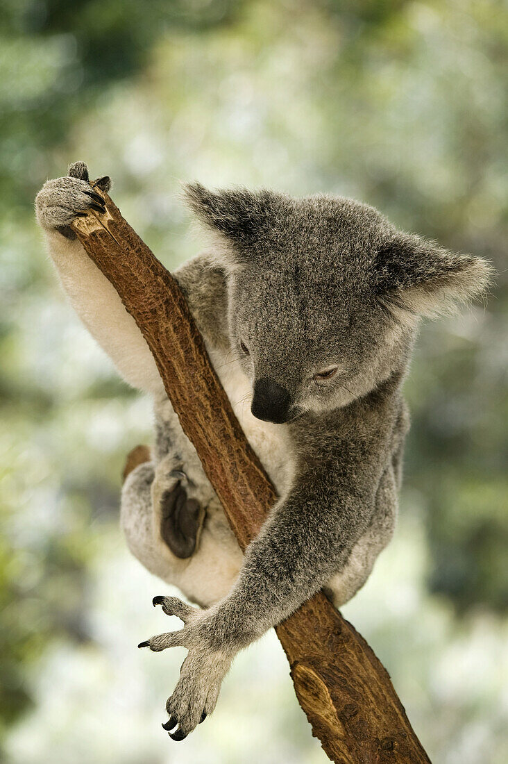 AUSTRALIA - Queensland - Brisbane Area (Fig Tree Pocket): Lone Pine Koala Sanctuary -  Koala (phascolarctos cinereus)