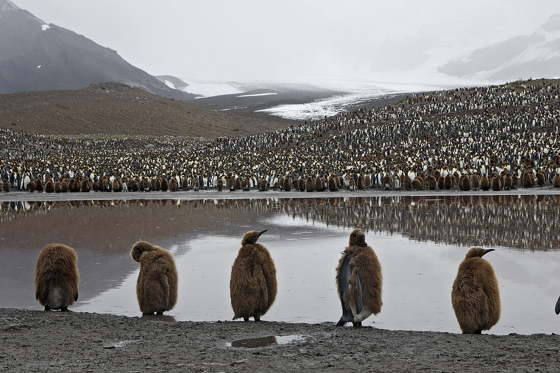 King Penguin (Aptenodytes patagonica). Saint Andrew,  South Georgia,  SGSSI,  UK