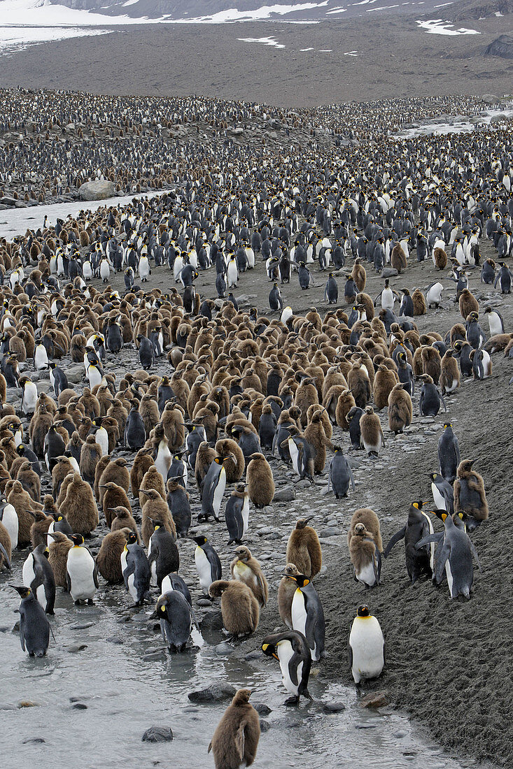 King Penguin (Aptenodytes patagonica). Saint Andrew,  South Georgia,  SGSSI,  UK