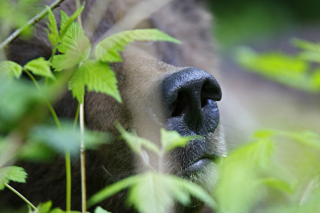 Grizzly Bear eating salmon berries in the Khuzemateen Grizzly Bear Sanctuary,  British Columbia,  Canada