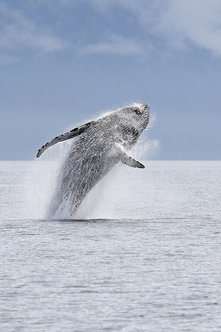 Humpback whale (Megaptera novaeangliae) leaping into the air,  rotating and landing on its back or side to create a chin-slap. Frederick Sound,  Alaska,  USA