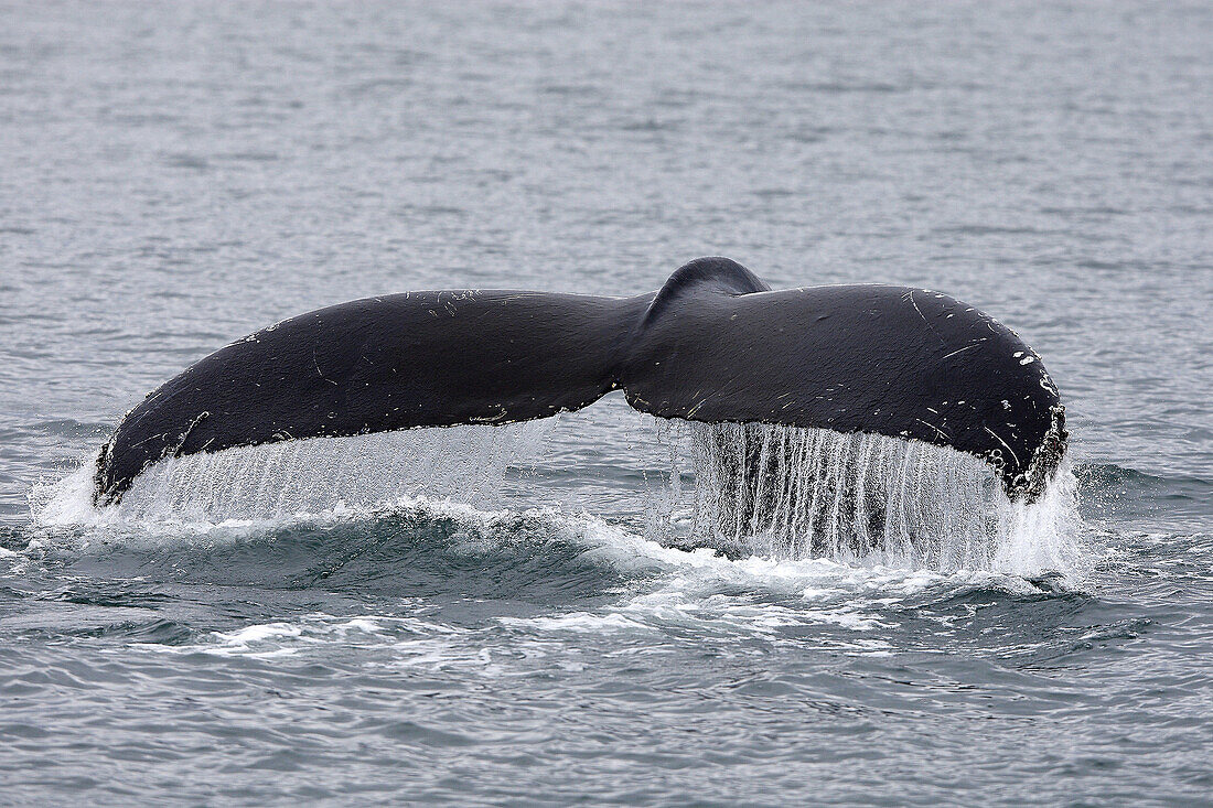 Humpback whale (Megaptera novaeangliae) caudal fin. Frederick Sound,  Alaska,  USA