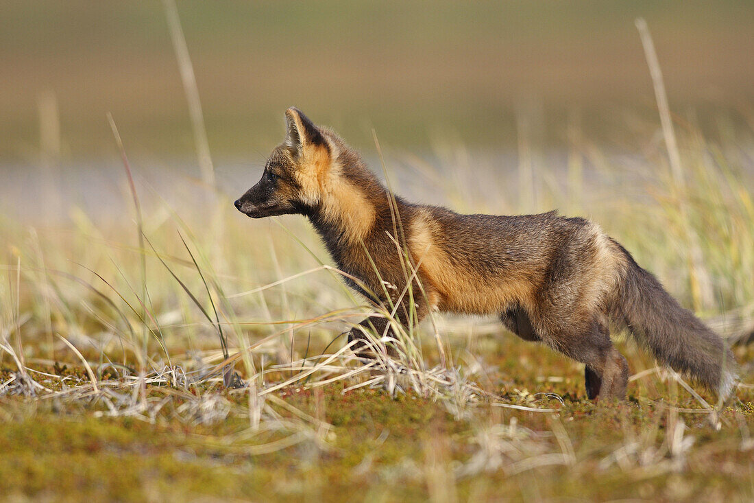 Red Fox (Vulpes vulpes),  young during dark phase. Seward Peninsula,  Alaska,  USA