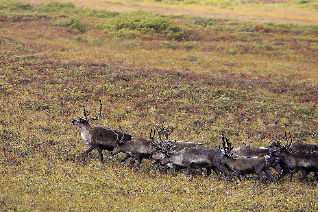 Caribou (Rangifer tarandus). Seward Peninsula,  Alaska,  USA