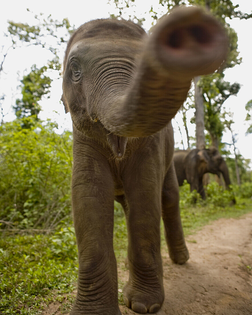 very close shot of a baby elephant trunk right in the lens.
