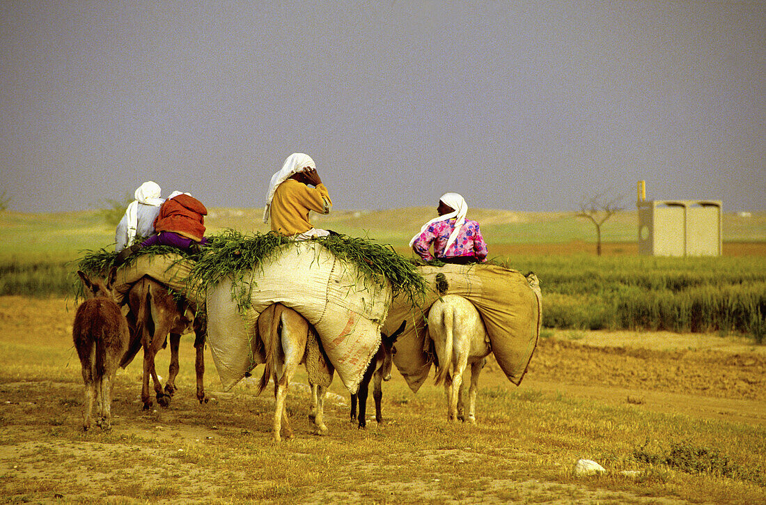 Country scene near Beersheba,  Israel