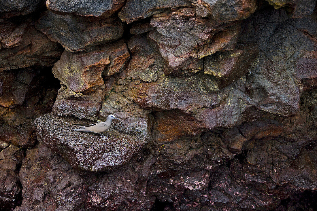 Seabird,  Rabida Island,  Galapagos Islands,  Ecuador