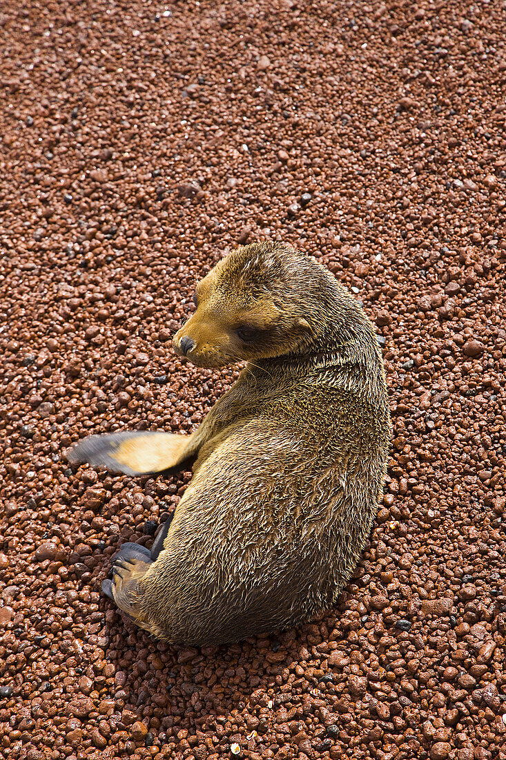 South American Sea Lion,  Rabida Island,  Galapagos Islands,  Ecuador