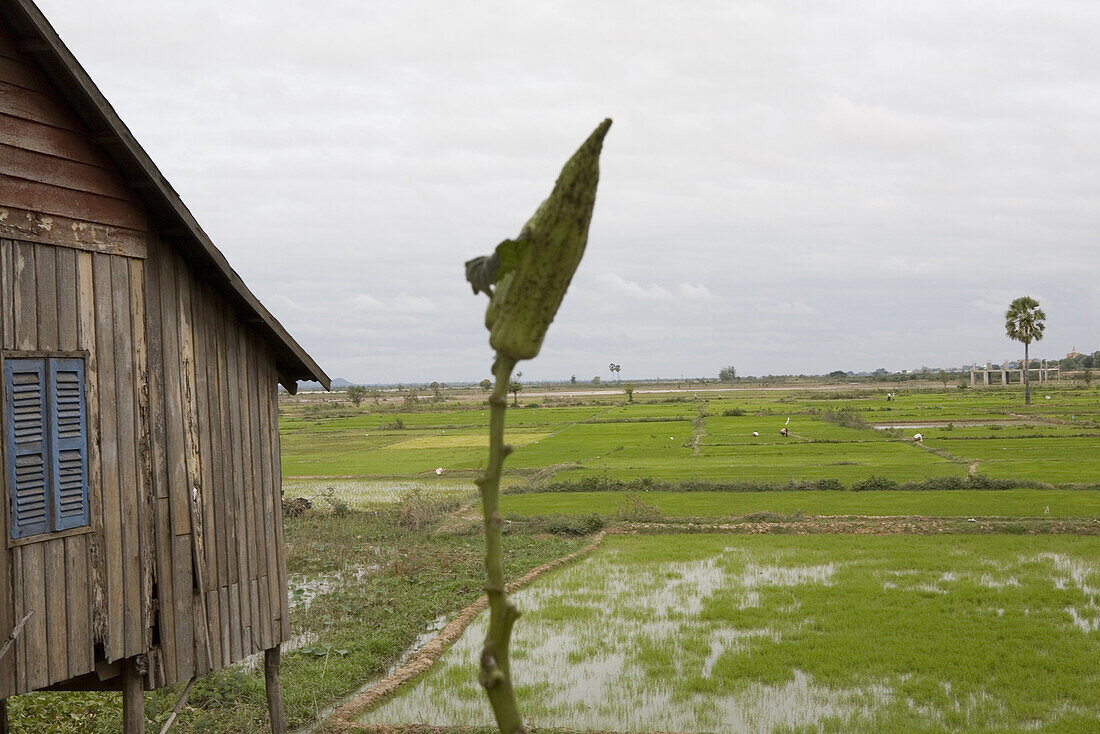 Hut on stilts and rice fields under clouded sky, Udong, Phnom Penh Province, Cambodia, Asia
