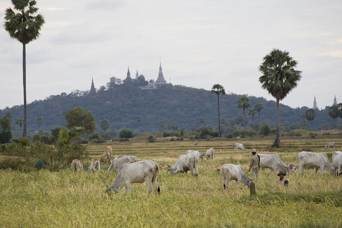 Cattle herd in front of Phnom Udong Hill, Phnom Penh Province, Cambodia, Asia