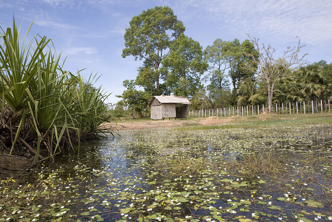 Lonesome hut at a pond, Siem Reap Province, Cambodia, Asia