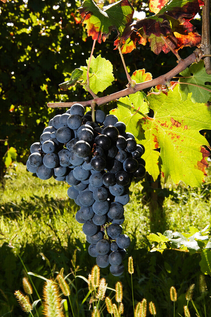 Close of grapes on the vine, Friuli-Venezia Giulia, Italy