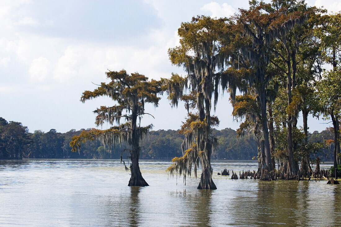 Old cedar trees with spanish moss, on the edge of a bayou, Attakapas Landing on Lake Verret, near Pierre Part, Louisiana, USA