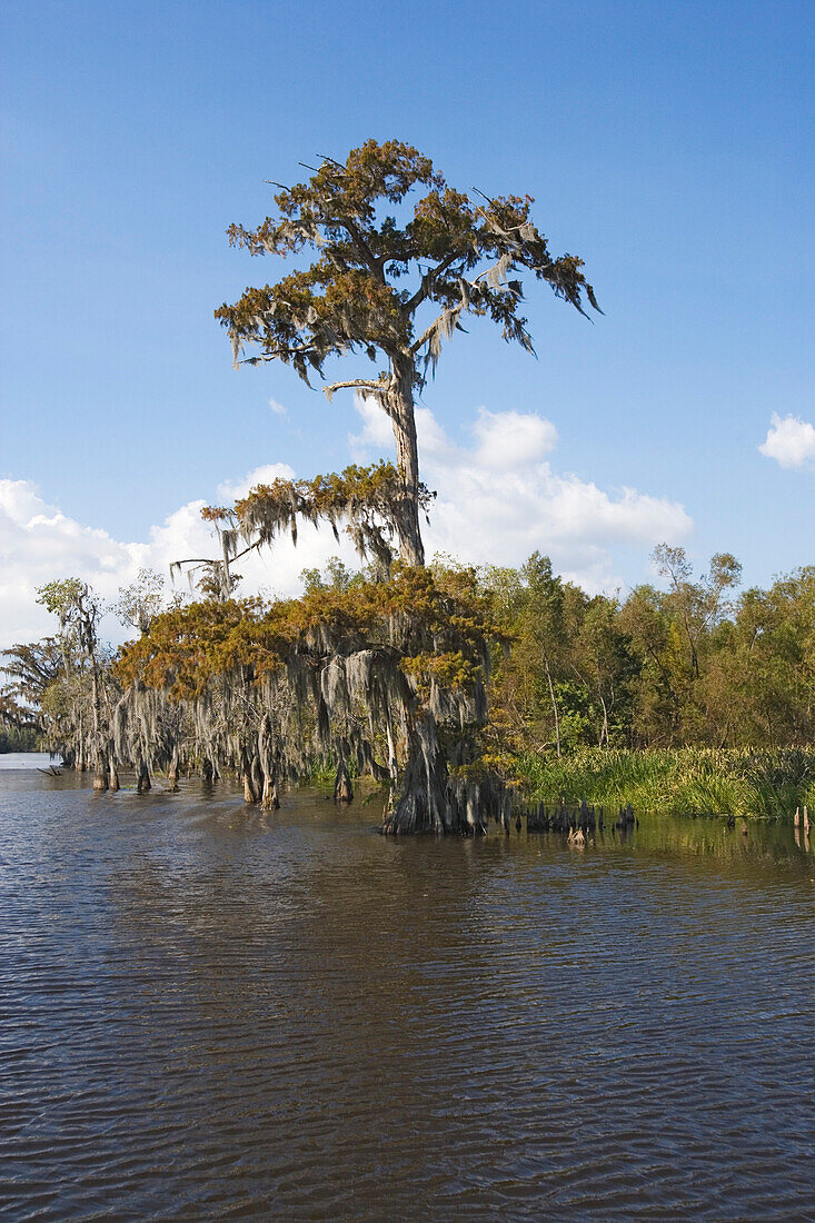 Old cedar trees with spanish moss on the edge of a bayou, Attakapas Landing on Lake Verret, near Pierre Part, Louisiana, USA