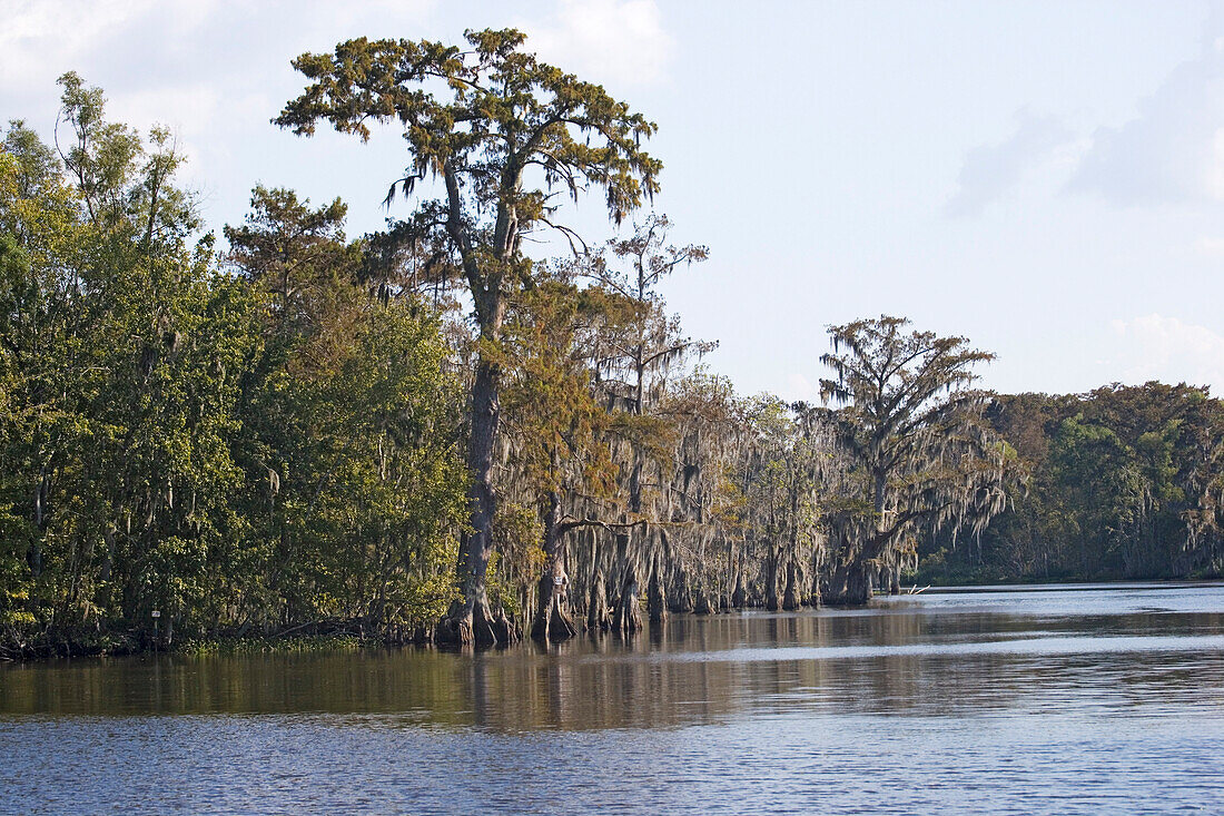 Old cedar trees with spanish moss on the edge of a bayou, Attakapas Landing on Lake Verret, near Pierre Part, Louisiana, USA