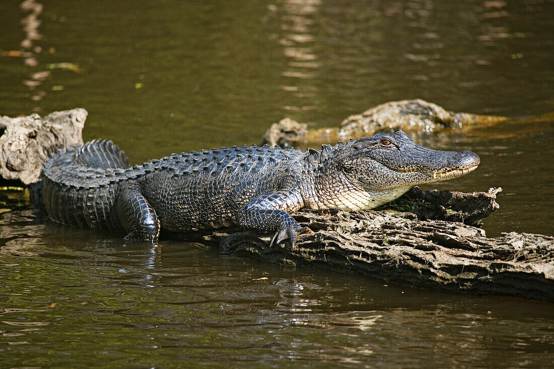 Krokodil auf einem Baumstamm bei Attakapas Landing am Lake Verret, bei Pierre Part, Louisiana, Vereinigte Staaten, USA