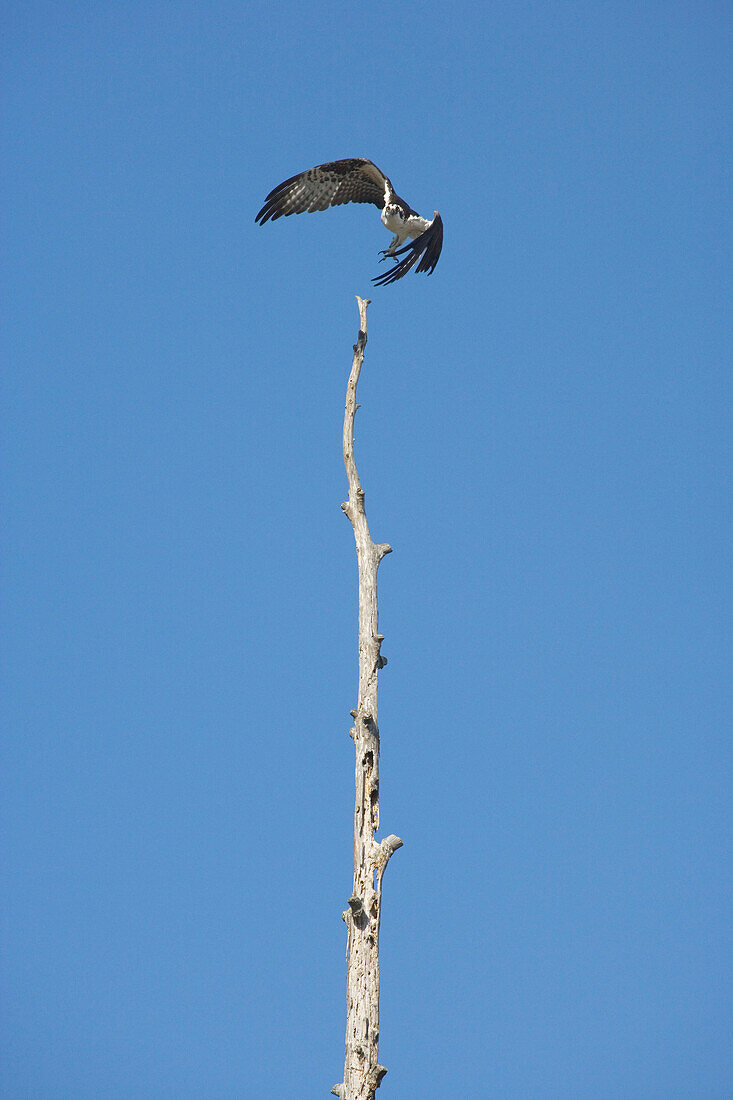 Osprey, Lake Verret, near Pierre Part, Louisiana, USA