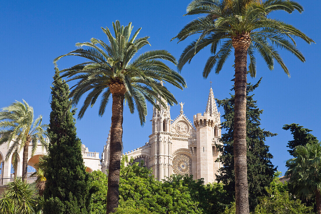 Palm trees and the cathedral La Seu under blue sky, Palme, Mallorca, Spain, Europe