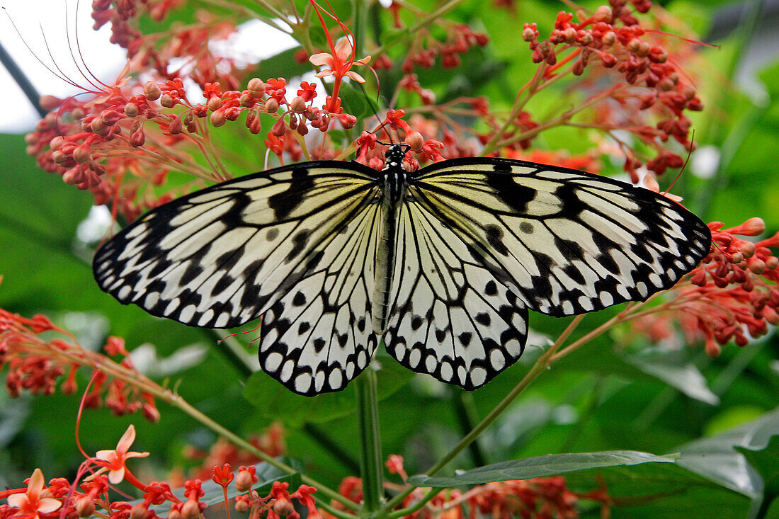 Parides Iphidamas, Costa Rica, Butterflies In A Tropical Greenhouse, Naturospace, Honfleur, Calvados (14), Normandy, France