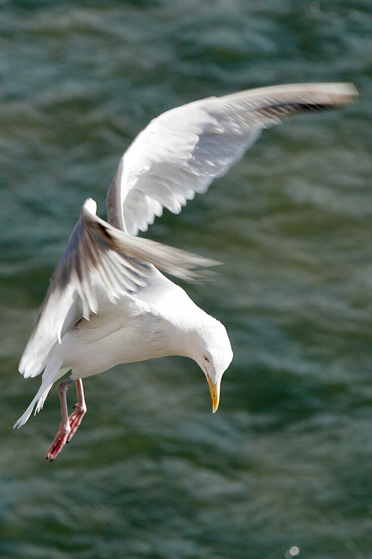 Seagull, The Port Of Trouville-Sur-Mer, Calvados (14), Normandy, France