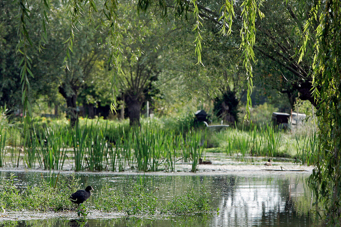 The Marshes, Bourges, Cher (18), France