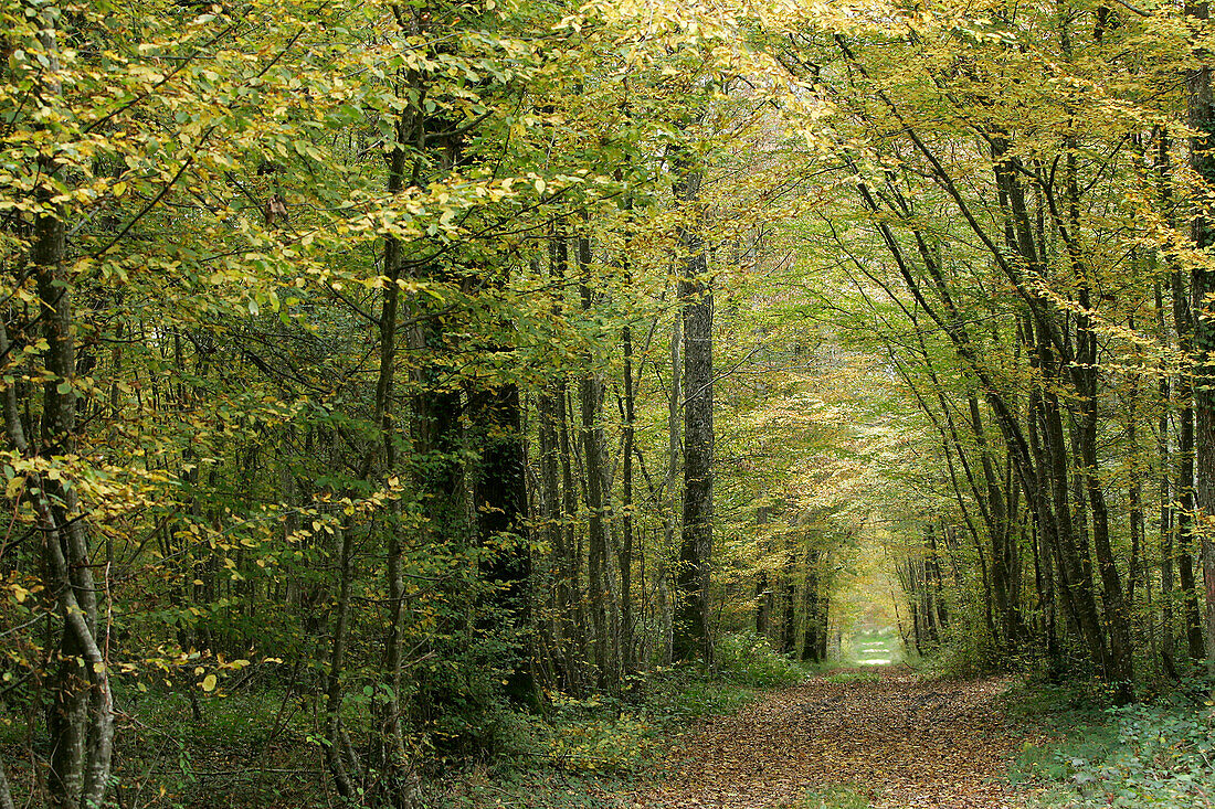 Vierzon Forest, Cher (18), France