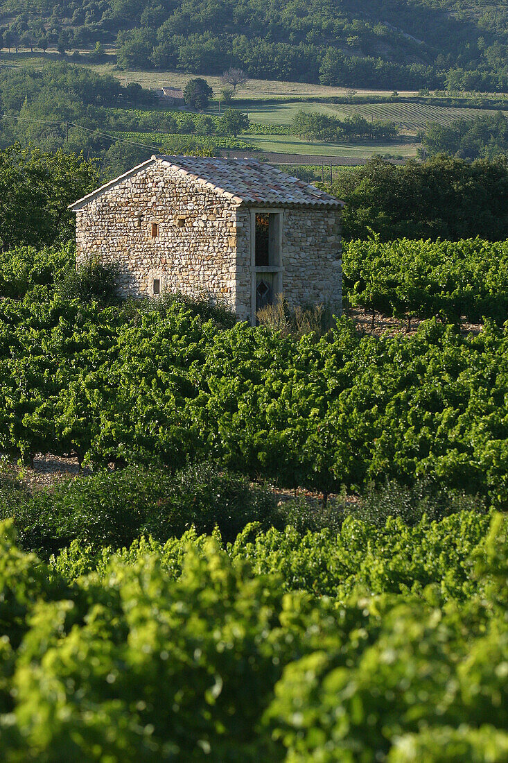 Grape Harvesters' Cabin Amidst The Vines, Roche-Saint-Secret, Drome (26), France
