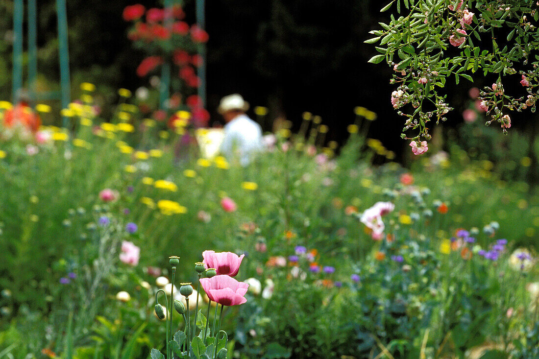 Claude Monet'S Flowering Garden, Giverny, Eure (27), Normandy, France