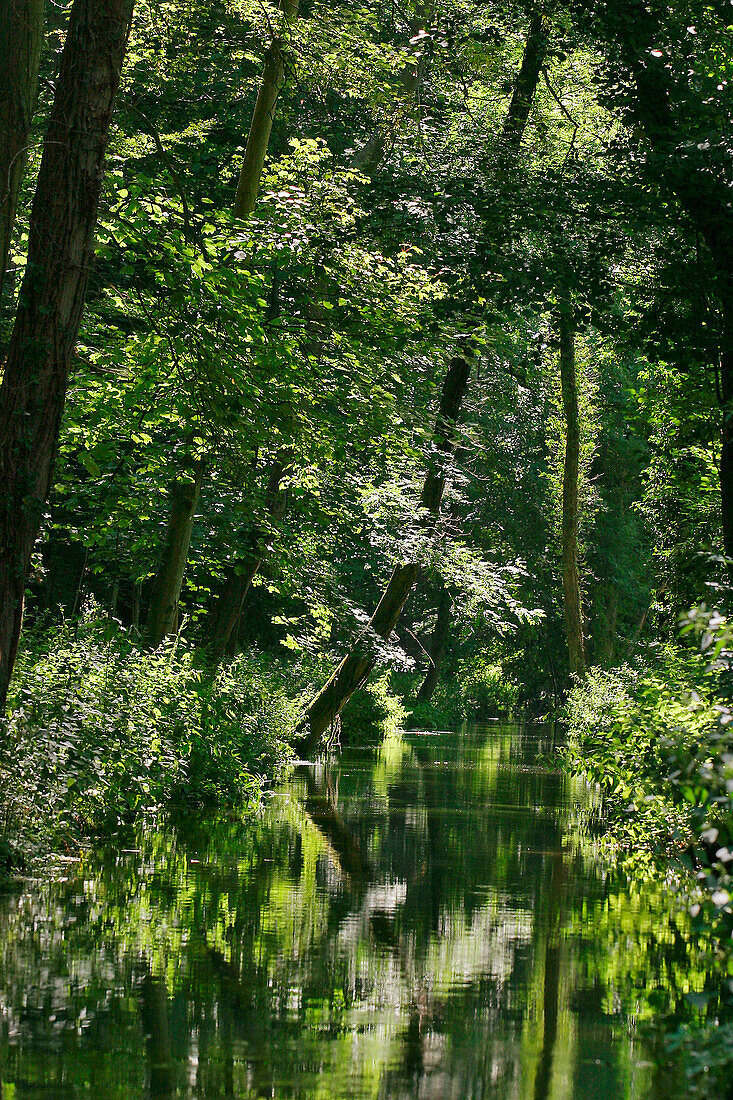 Banks Of The Voise, Angles, Eure-Et-Loir (28), France