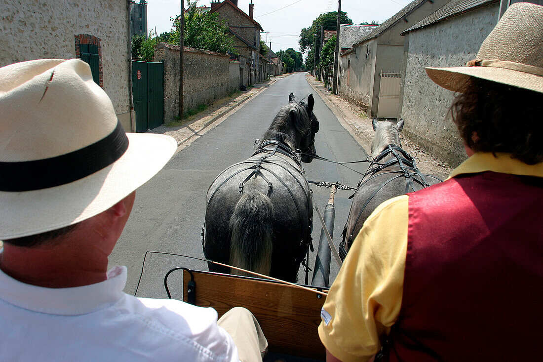 Harnessing Of Percheron Draught Horses, Beville-Le-Comte, The Wheat Route, Eure-Et-Loir (28), France