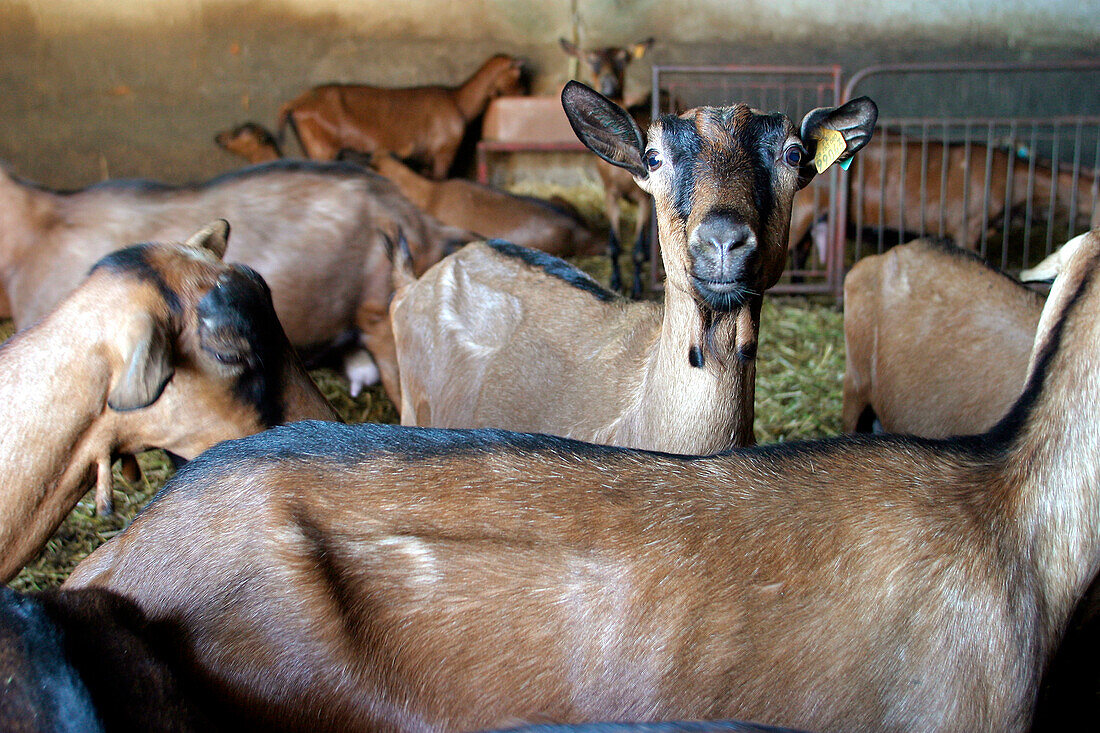 Goat Farm, Abbey Of The Nottonville Woods, Eure-Et-Loir (28), France