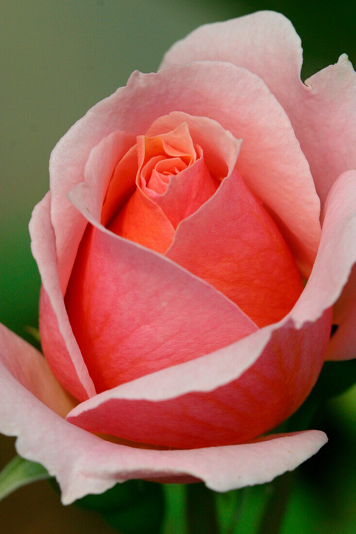 Rose, Edible Flowers, Tremblay-Les-Villages, Eure-Et-Loir (28), France