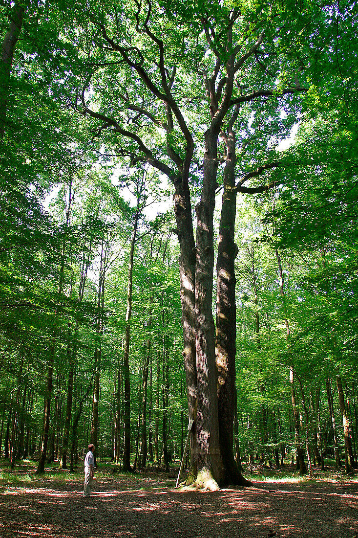 The Three Brothers' Oak, Senonches Forest, Eure-Et-Loir (28), France