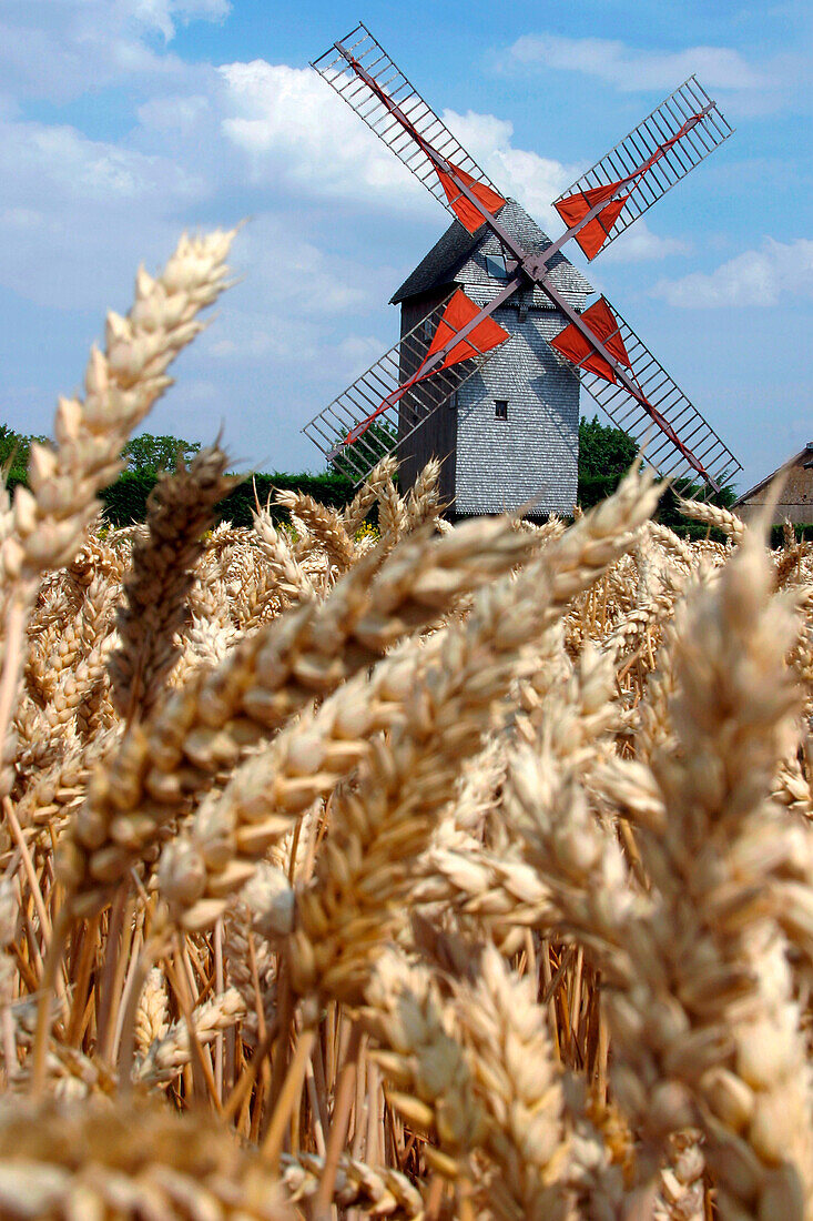 Wheat Field And The Pelard Mill, Feugeres Woods, Eure-Et-Loir (28), France