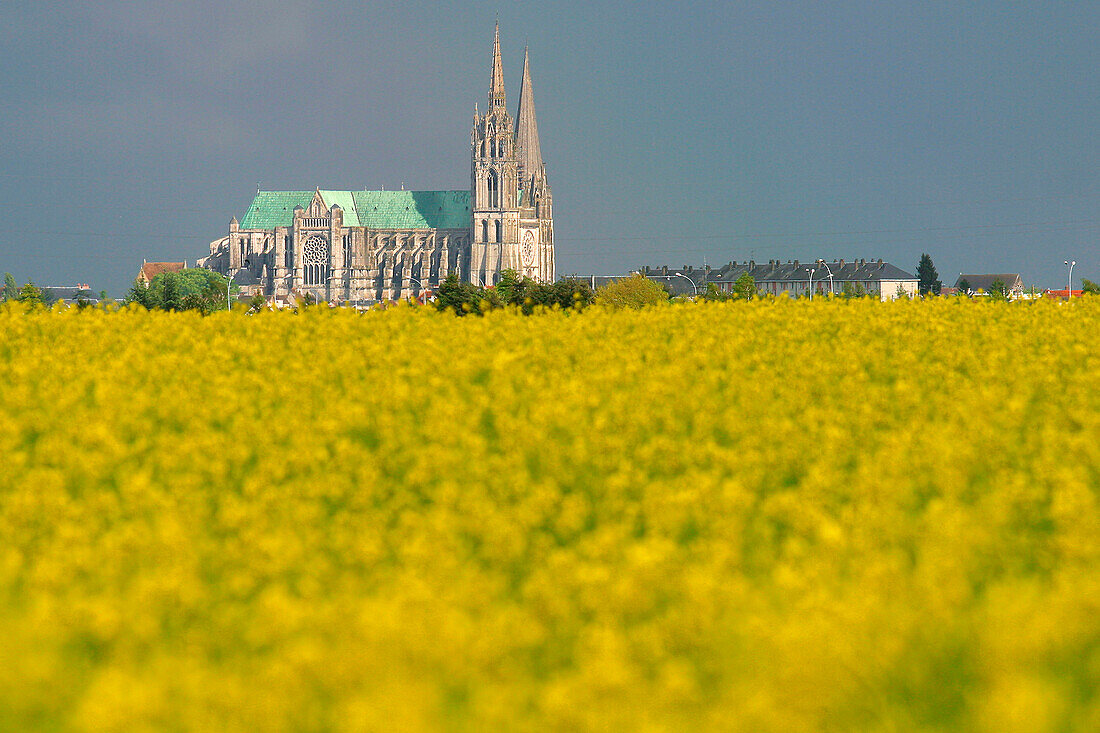 Notre Dame Cathedral Of Chartres Behind A Colza Field, Eure-Et-Loire (28)