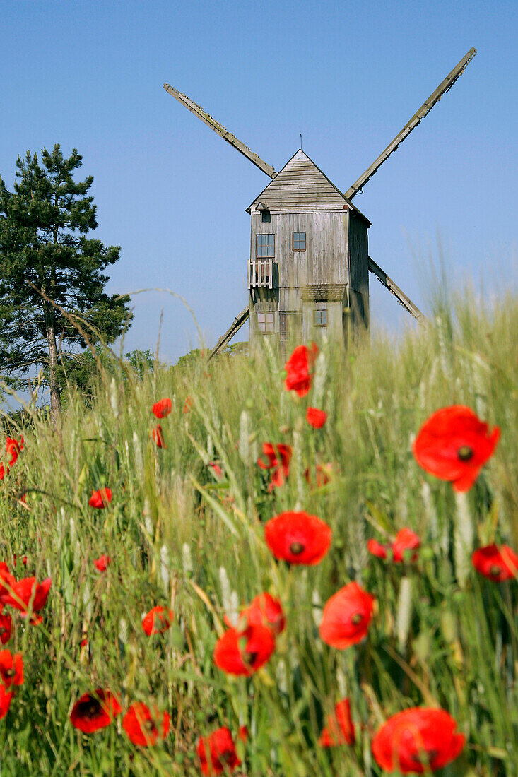 Windmill (Ymonville) Near A Wheat Field And Poppies, Eure-Et-Loir (28), France