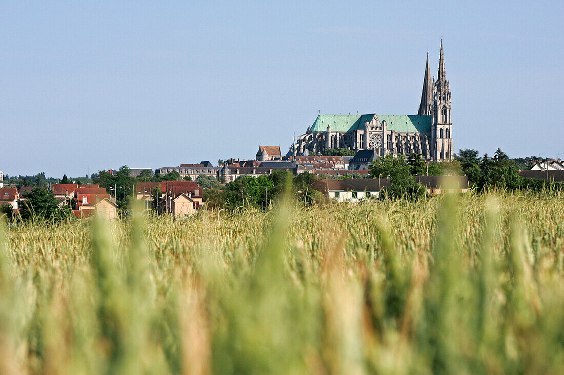 Chartres Notre-Dame Cathedral Seen From The Wheat Fields, Eure-Et-Loir (28), France