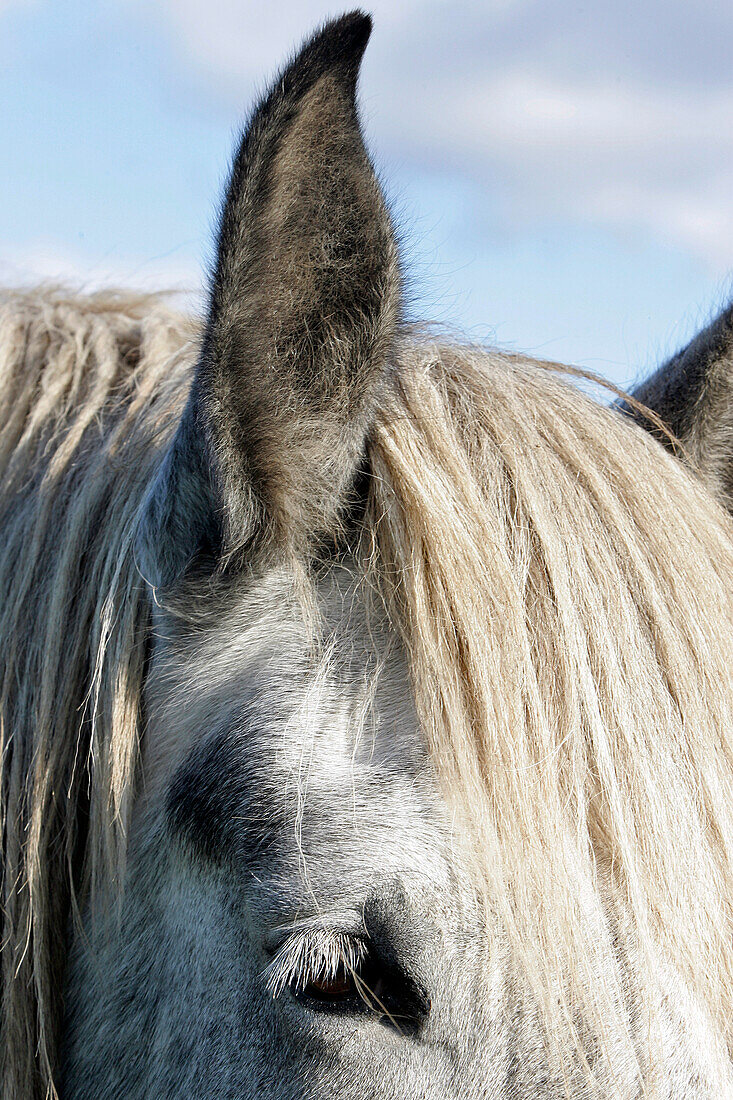 Dappled Percheron Horse, Percheron Horse Farm, Nogent-Le-Rotrou, Eure-Et-Loir (28), France