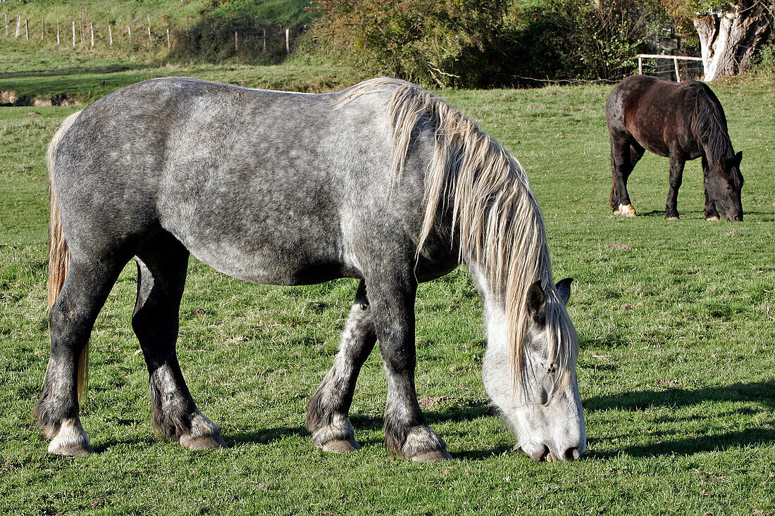 Dappled Percheron Horse, Percheron Horse Farm, Nogent-Le-Rotrou, Eure-Et-Loir (28), France