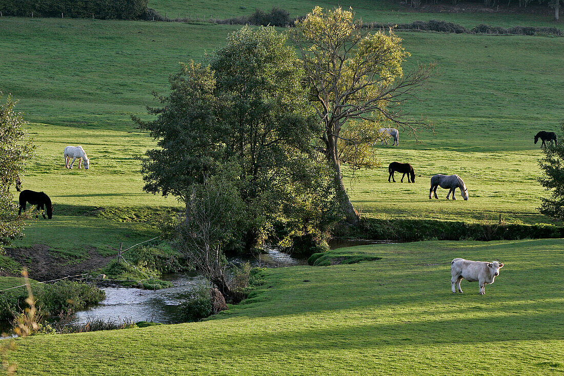 Percheron Horse Farm, Nogent-Le-Rotrou, Eure-Et-Loir (28), France