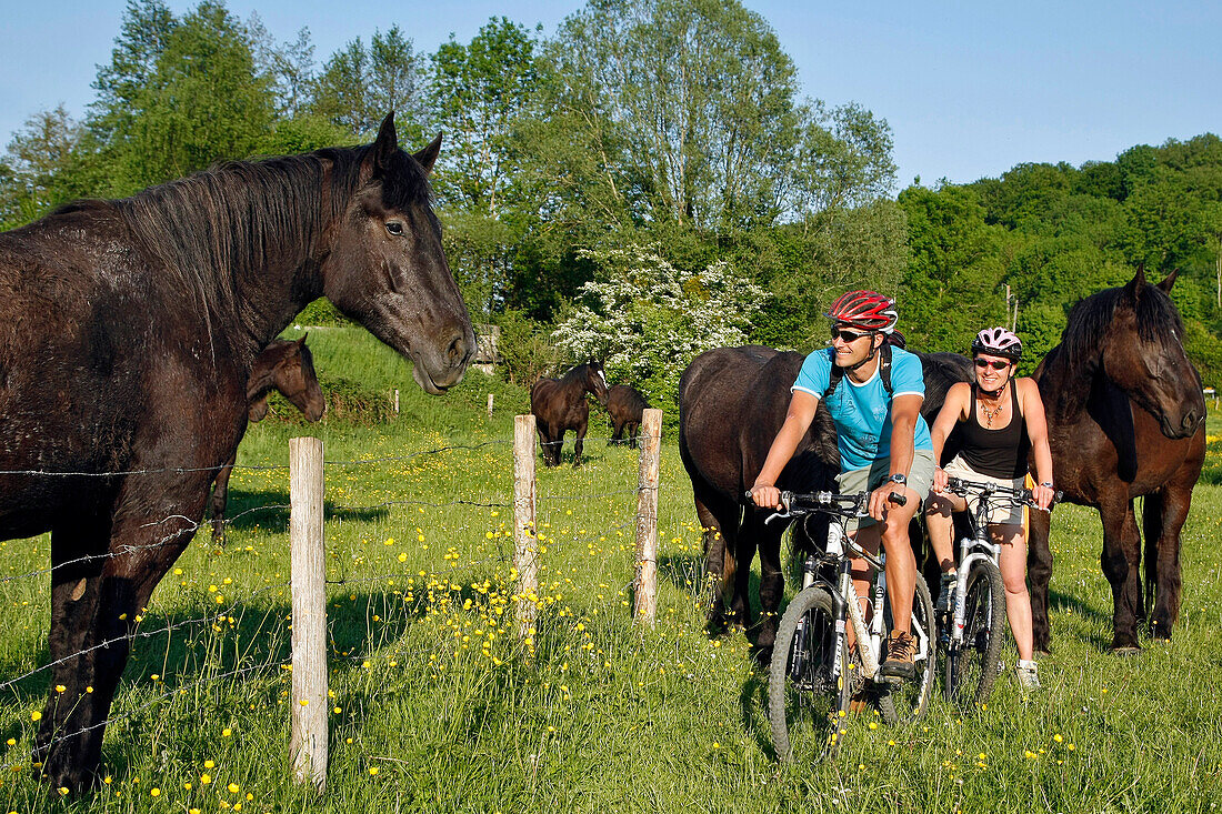 A Couple On Mountain Bikes In A Meadow Amidst Percheron Horses, Vallee De La Cloche, Ozee, Perche Near Nogent-Le-Rotrou, Eure-Et-Loir (28), France