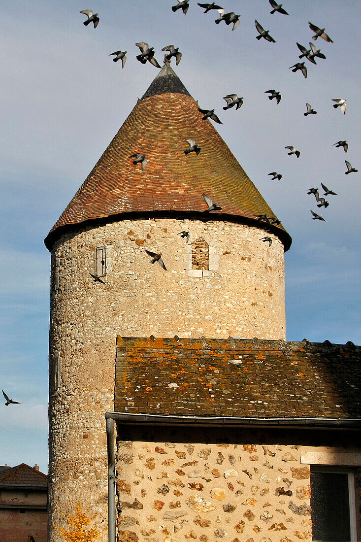 Pigeons Flying Above The King'S Tower, An Old 13Th Century Keep, Bonneval, Eure-Et-Loir (28), France