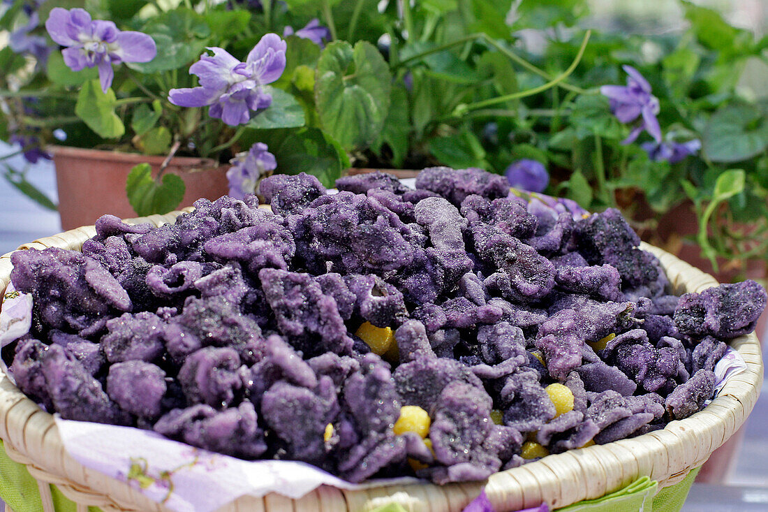 Violet Sweets, The Maison De La Violette, City Of Toulouse, Haute-Garonne (31), France