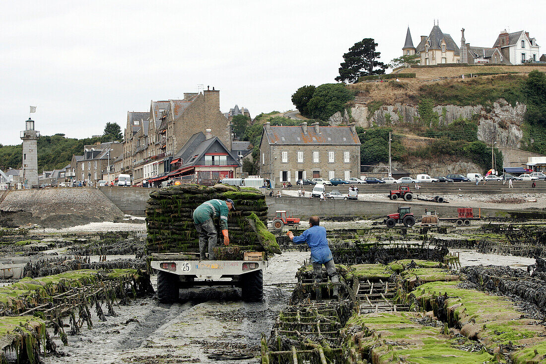 Gathering Oysters, Oyster Bed, Cancale, Ille-Et-Vilaine (35), France