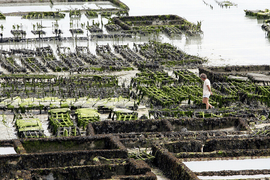 Oyster Beds, Cancale, Ille-Et-Vilaine (35), France