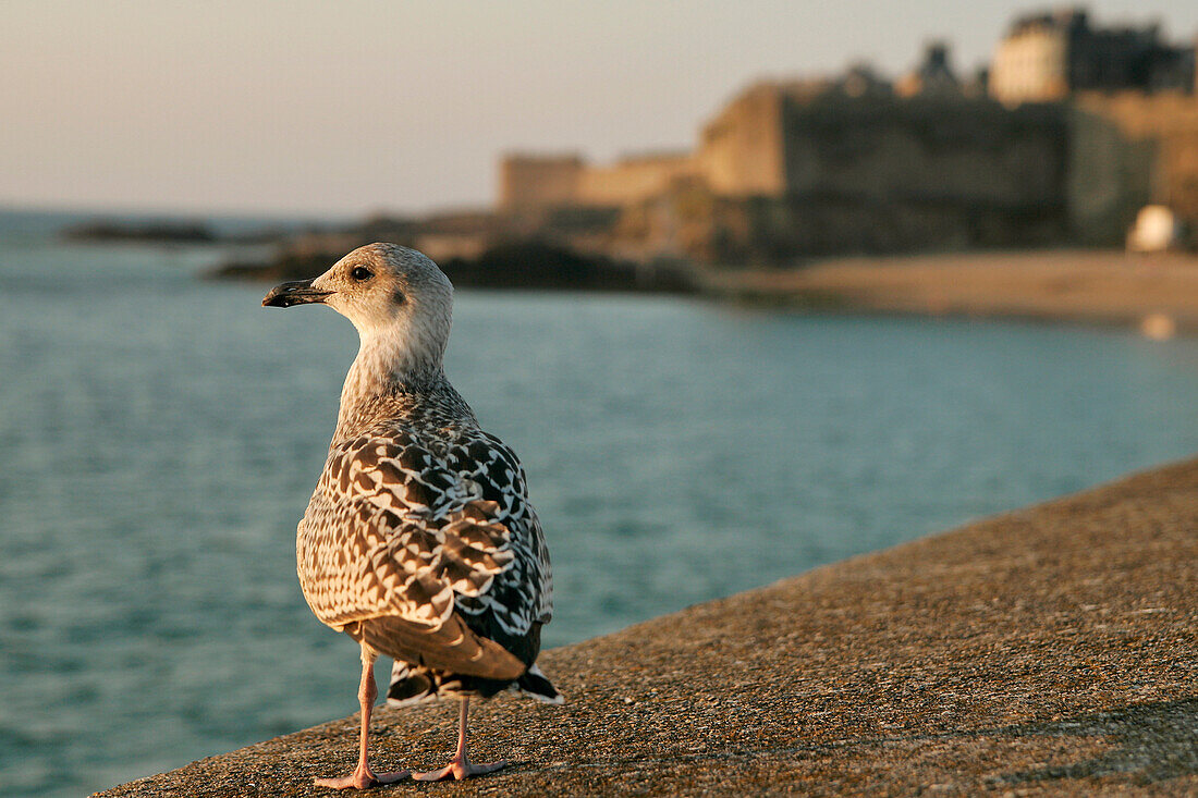 Seagull On The Jetty Of The Port Of Saint-Malo, Ille-Et-Vilaine (35), France