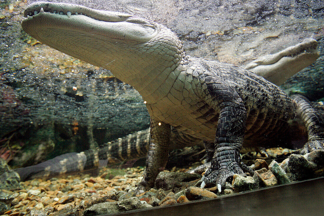 Crocodile, Val De Loire Aquarium, Lussault-Sur-Loire, Indre-Et-Loire (37), France