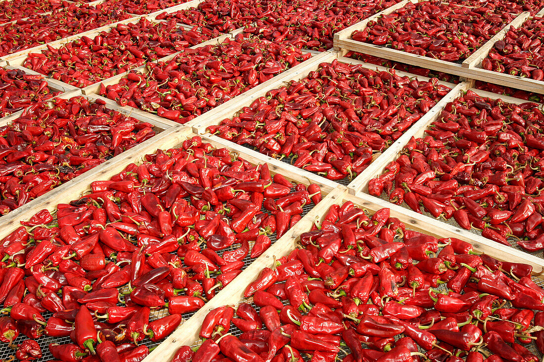 Drying Of Espellete Chillis, Espelette, Basque Country, Basque Coast, Pyrenees-Atlantique (64), France